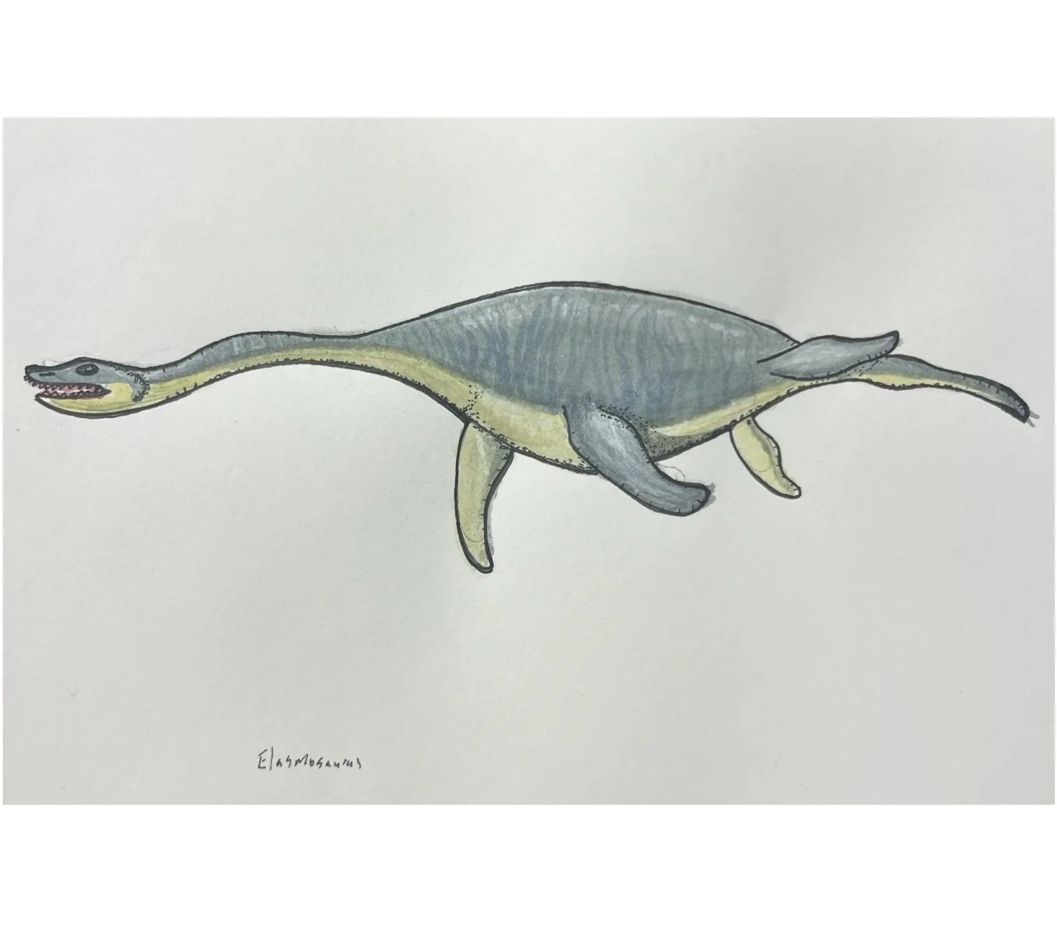 A hand-drawn illustration of an Elasmosaurus, a long-necked marine reptile, with a blue-gray upper body and a yellowish-tan underside, swimming against a plain white background.